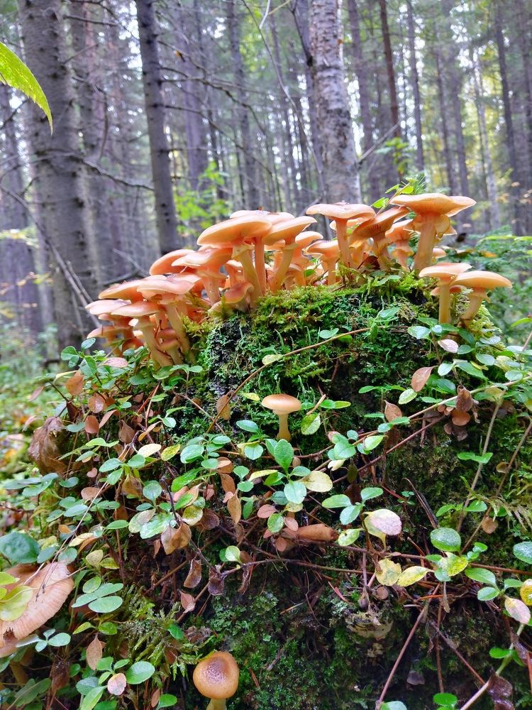 Photograph by Кирилл Попов