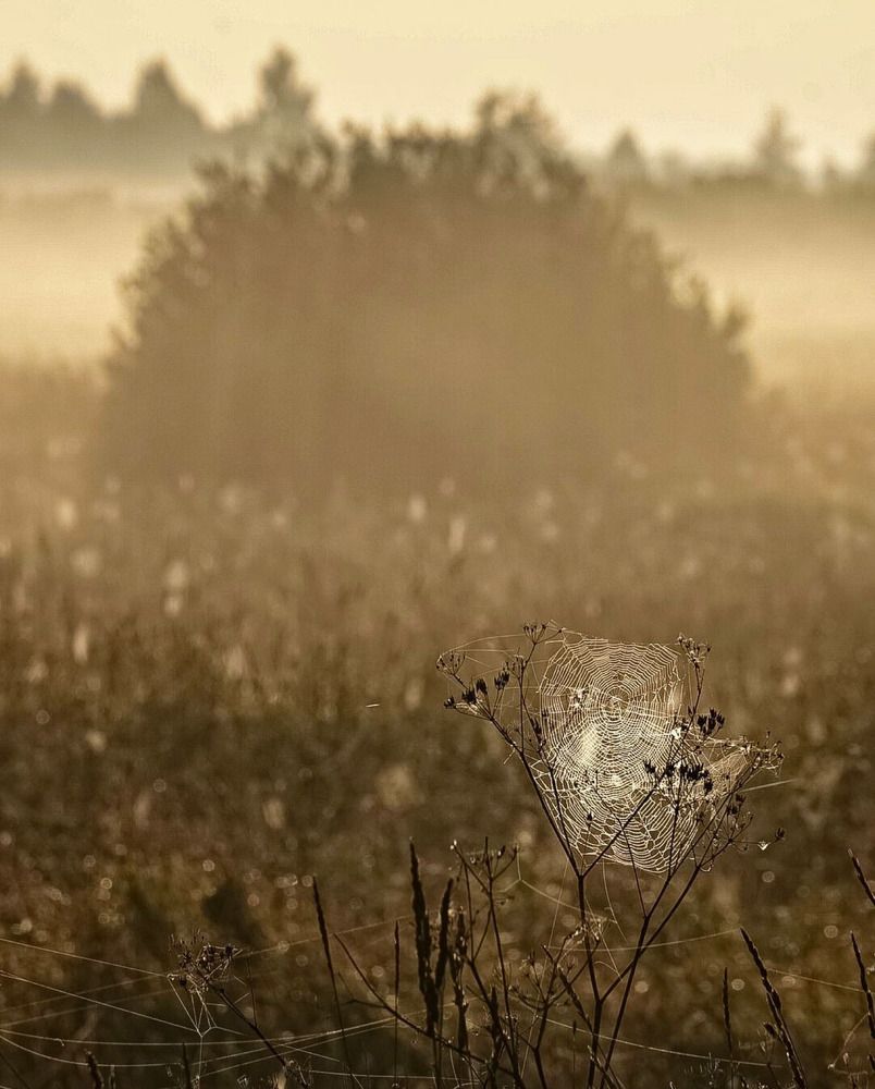 Photograph by T.Ю. Гринько