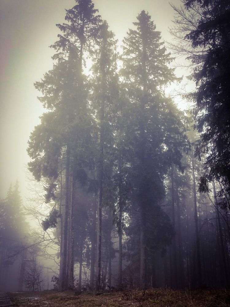 Photograph by Antonina Sokolenko