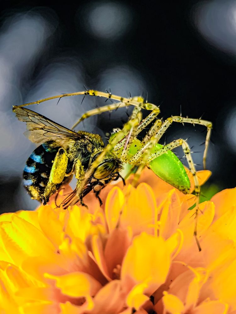 Photograph by Maleesha Kawindi