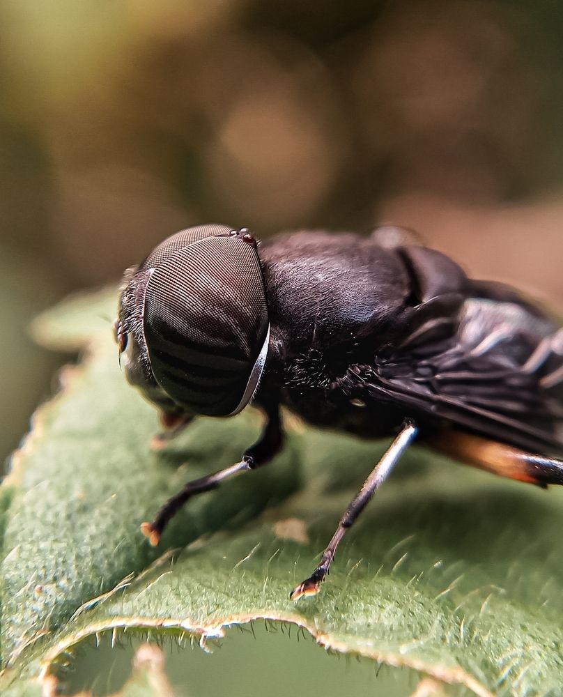 Photograph by Abhiram TS