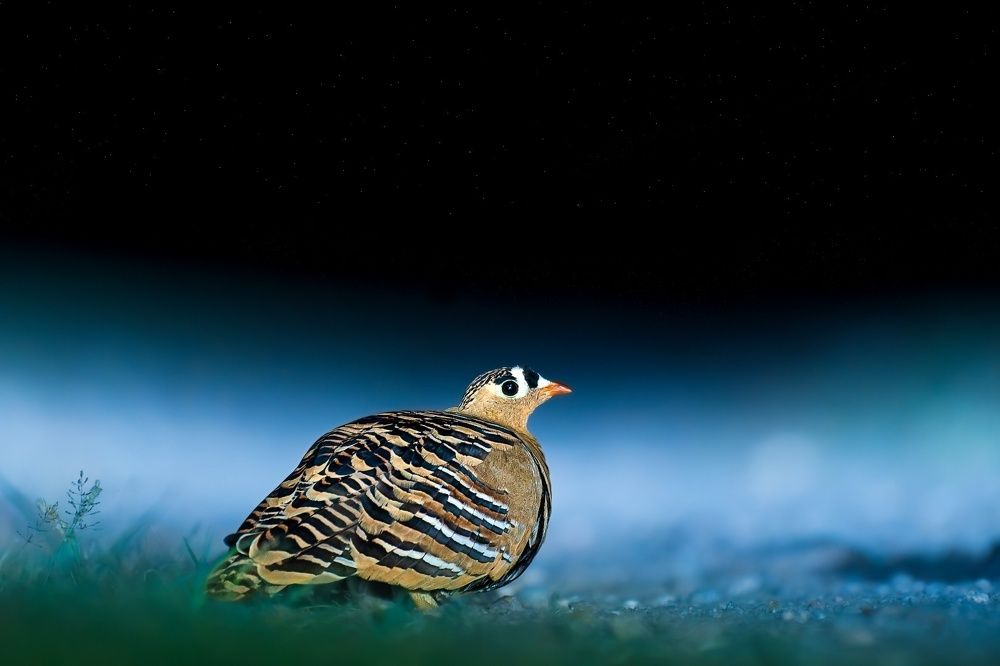 "Living by the night in the forest of my dreams, Shining fearlessly under shimmering stars"