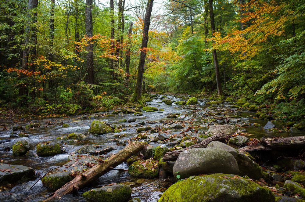 Горный лес.