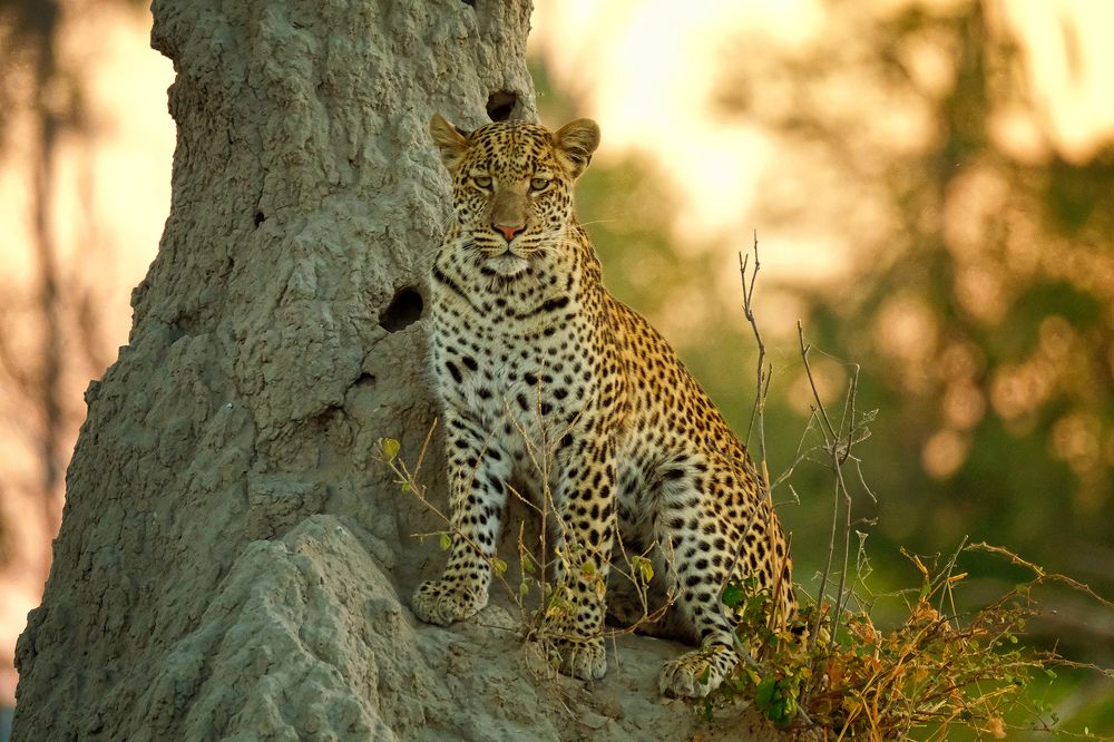 Photograph by Ирина Худзинская