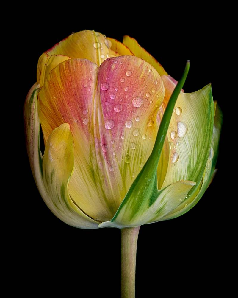 Сердце в тюльпане