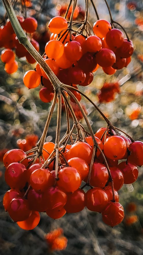 Калина красная