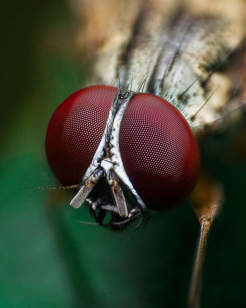 EYES OF CUTIE
