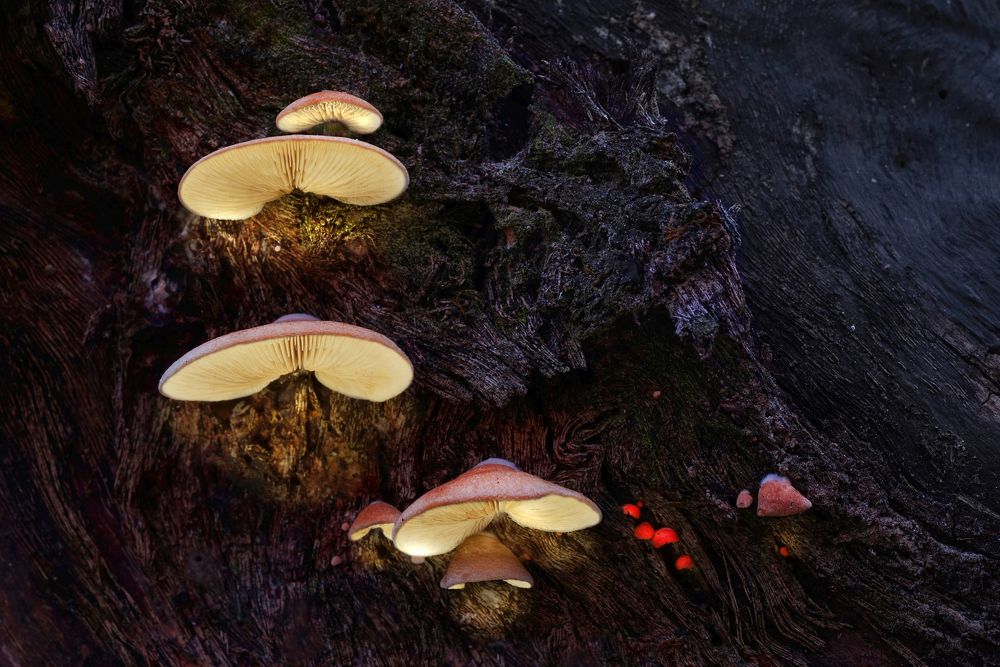 Photograph by Сергей Прокофьев