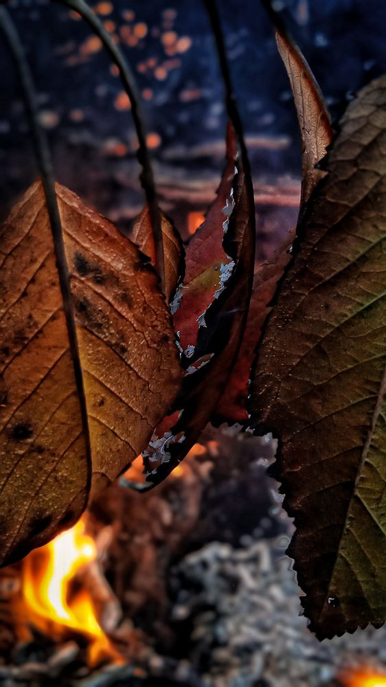 Photograph by Зульфия Точиева