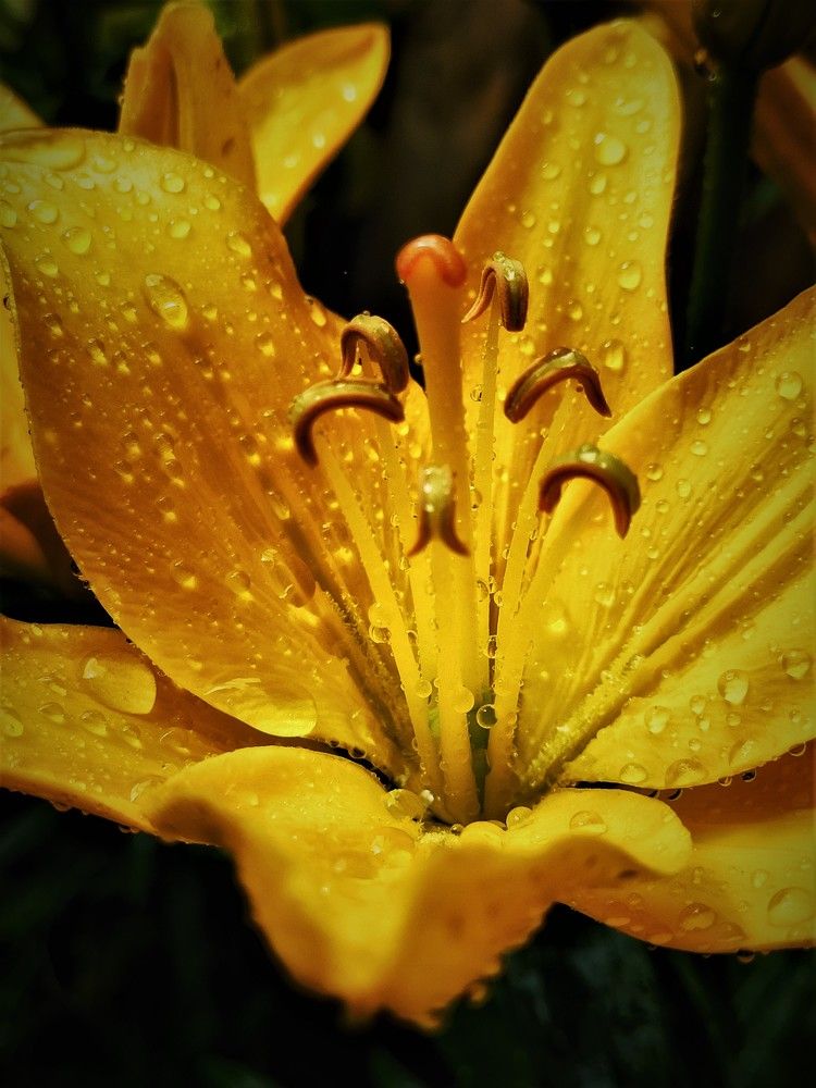 Фотография автора Алина Черняева