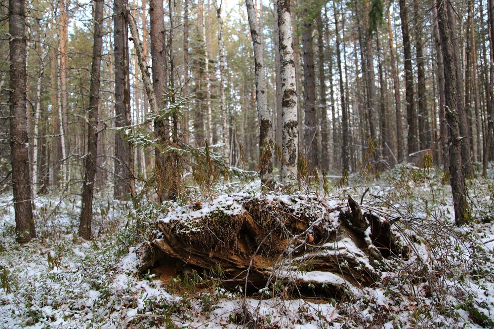 Первый снег в сибирской таёжке