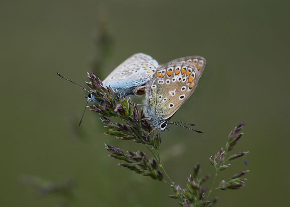Photograph by Наталья Быстрая
