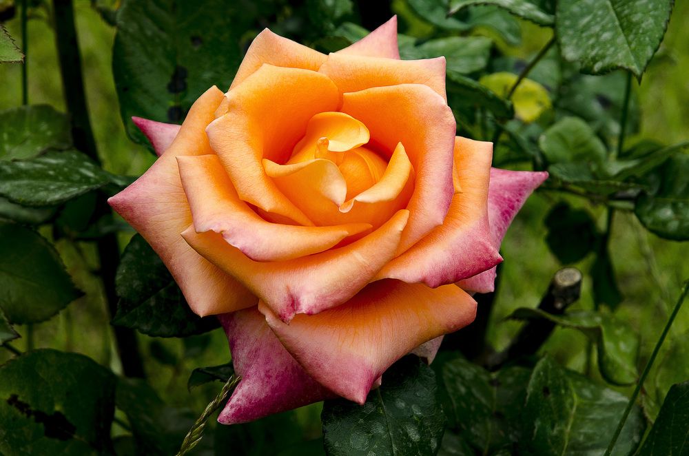 Фотография автора Nicola Lamanna