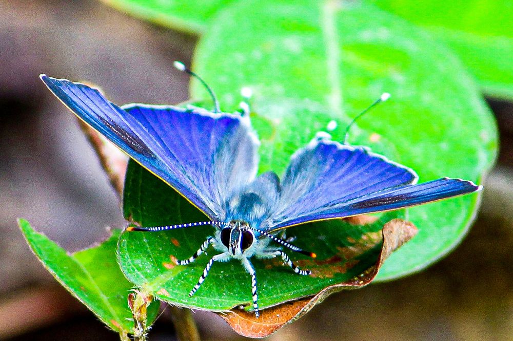 Photograph by Santosh Shrestha