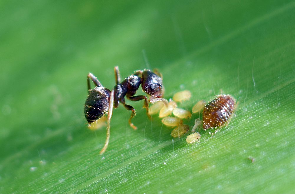 Пастбище муравья