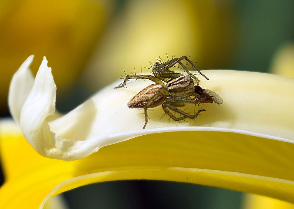 Паук и жертва