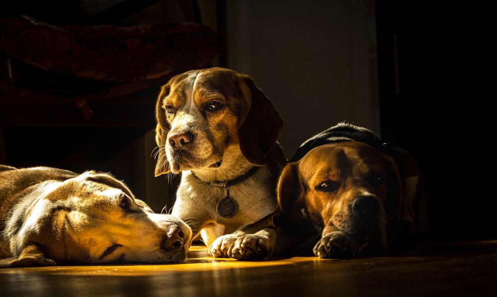 Атос, Портос и Арамис