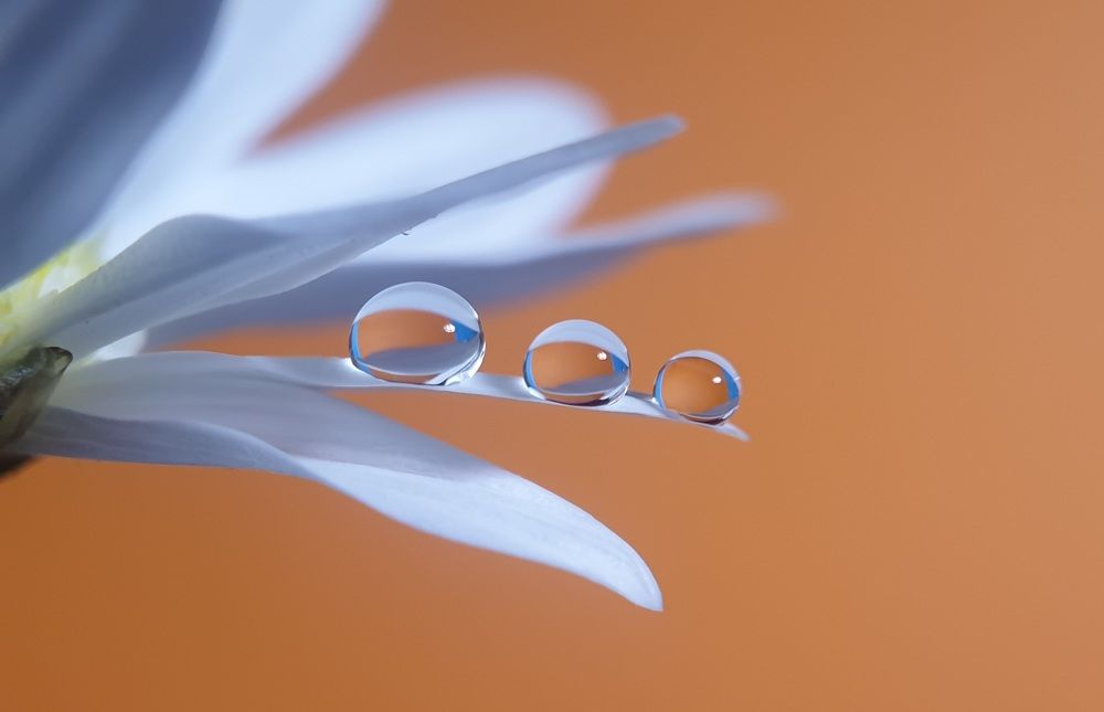 Drops