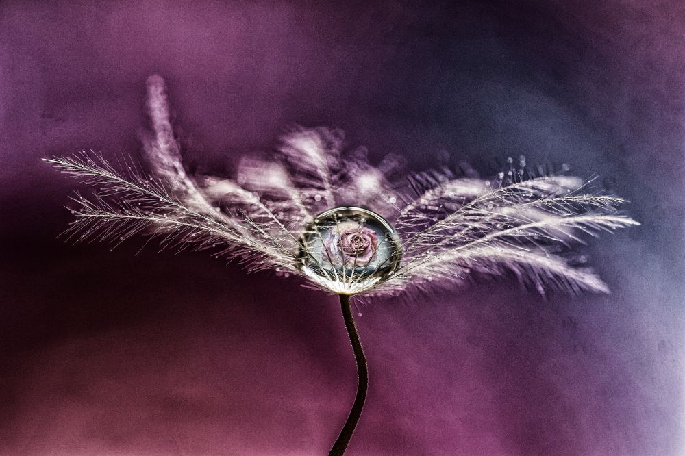 Photograph by António Manuel de Pereira