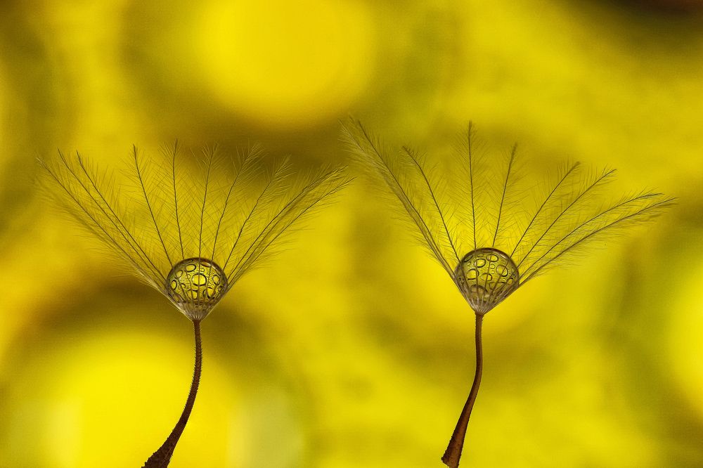Photograph by António Manuel de Pereira