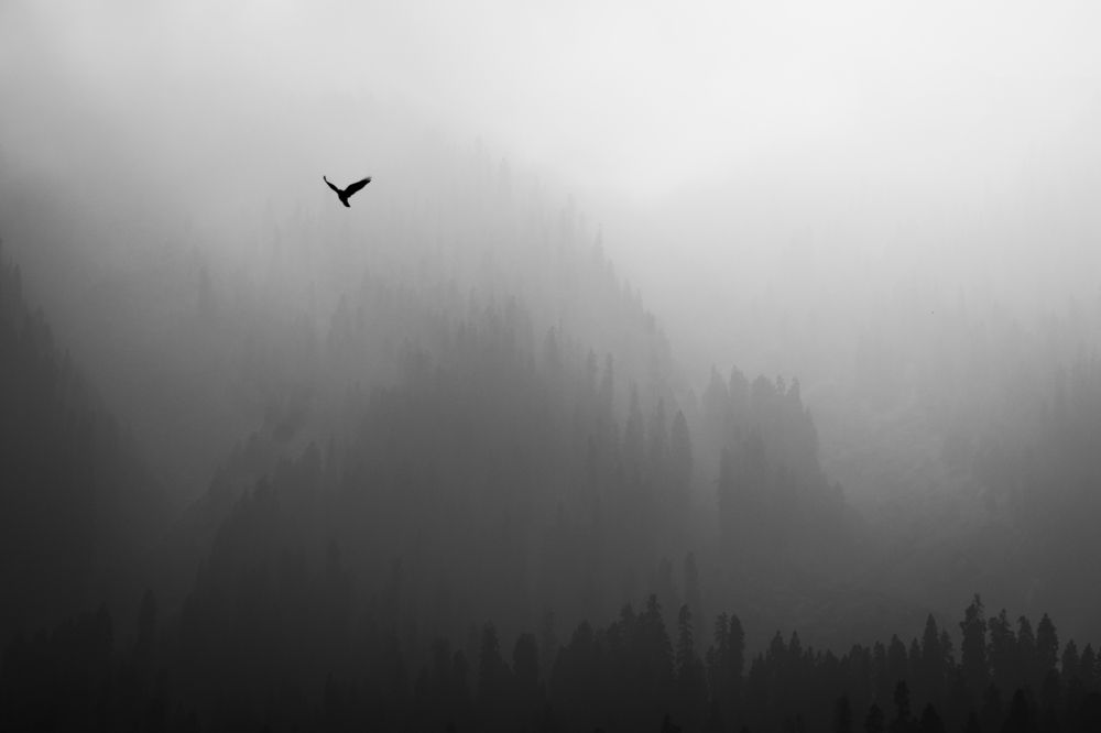 Photograph by Bondhu Dey