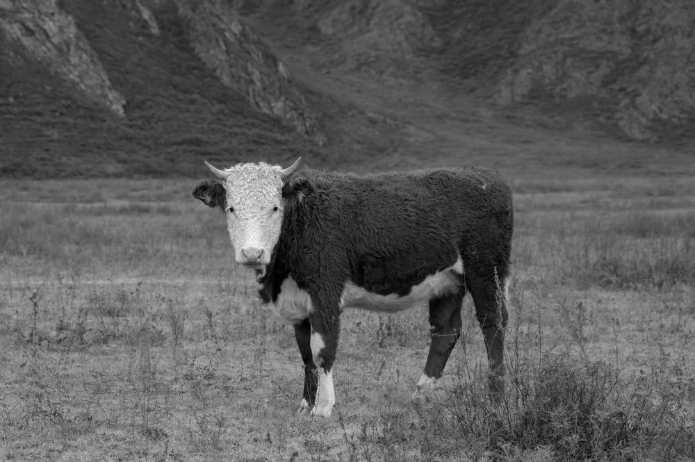 Животноводство Алтая