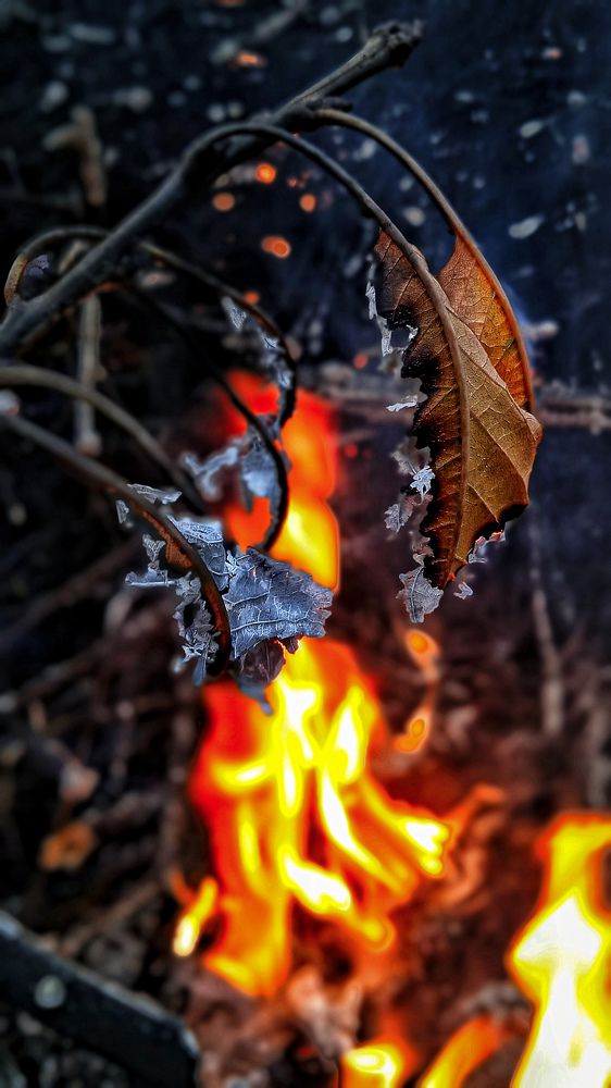 Photograph by Зульфия Точиева