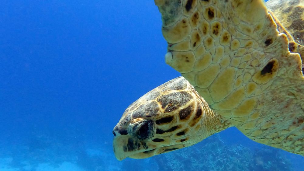 Photograph by Мария Берёзка