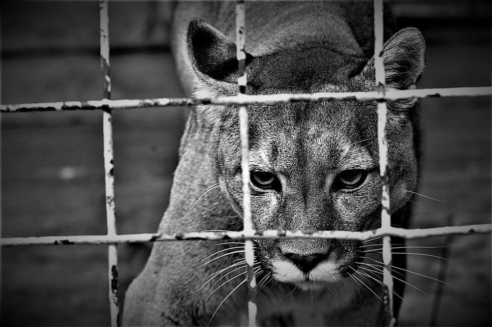 нелегко в неволе жить (it's not easy to live in captivity)