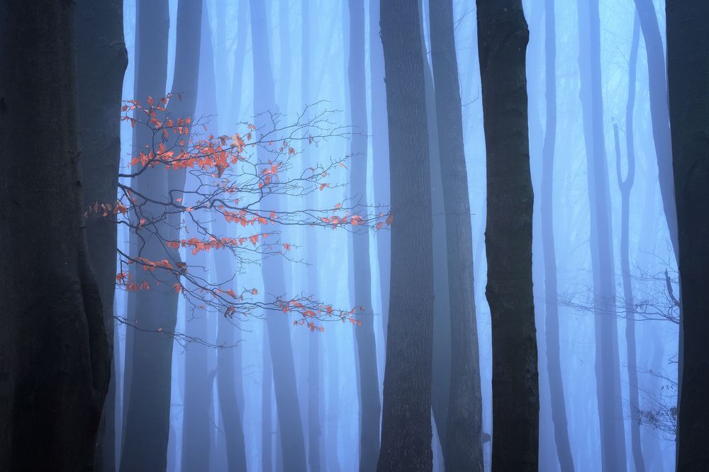 Photograph by Radoslav Cernicky