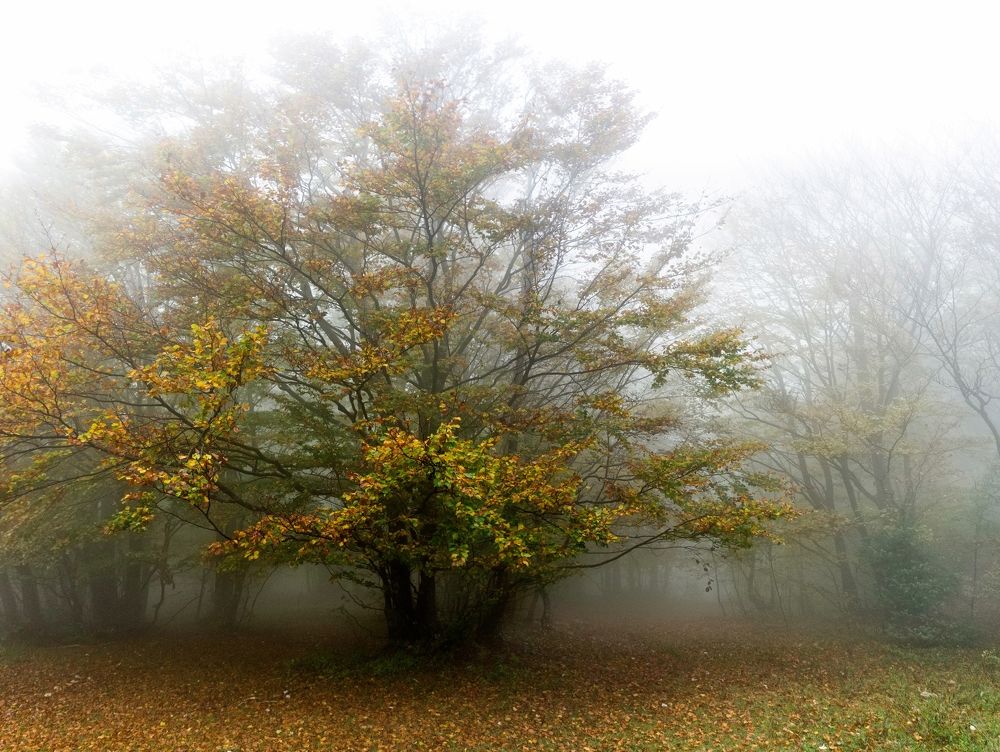 Photograph by Gordana Kvajo