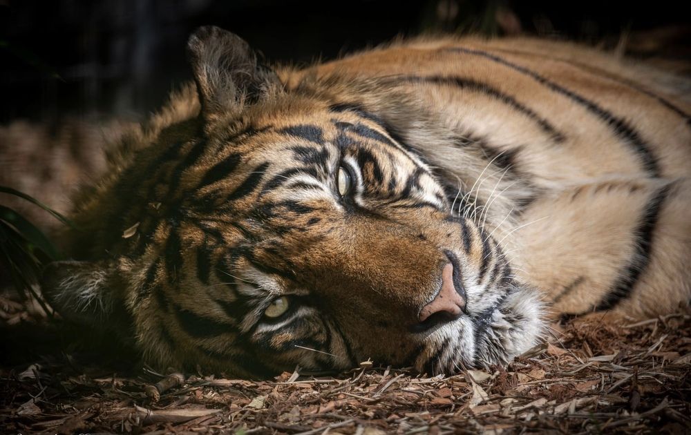 Photograph by Janet Williams