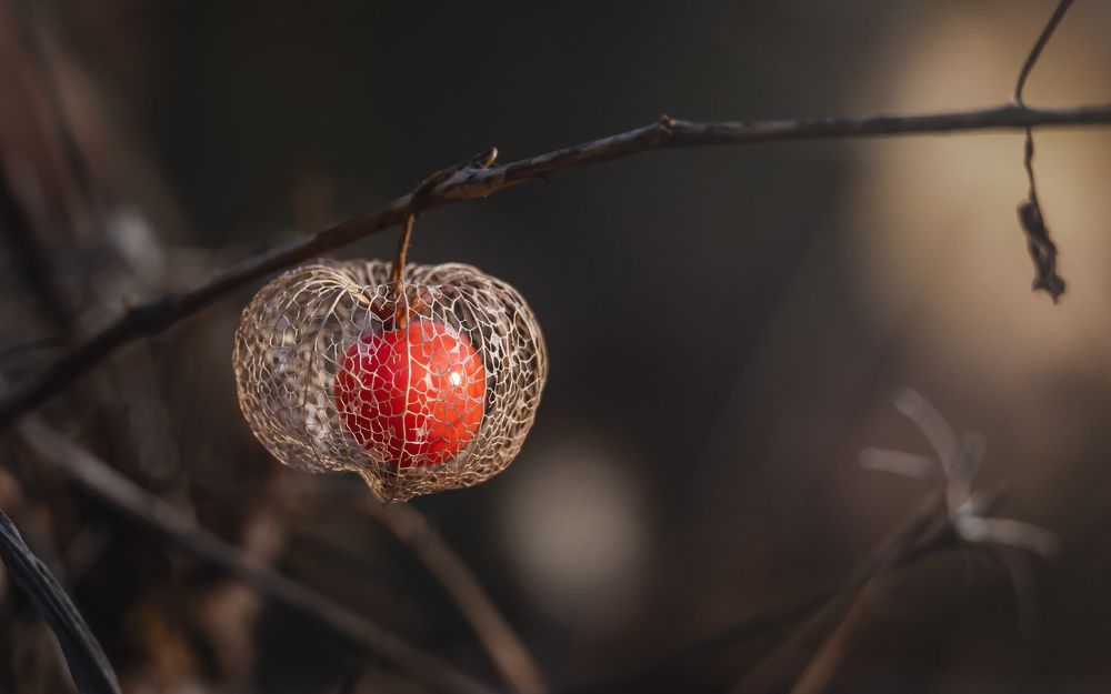 Ноябрьский ажур
