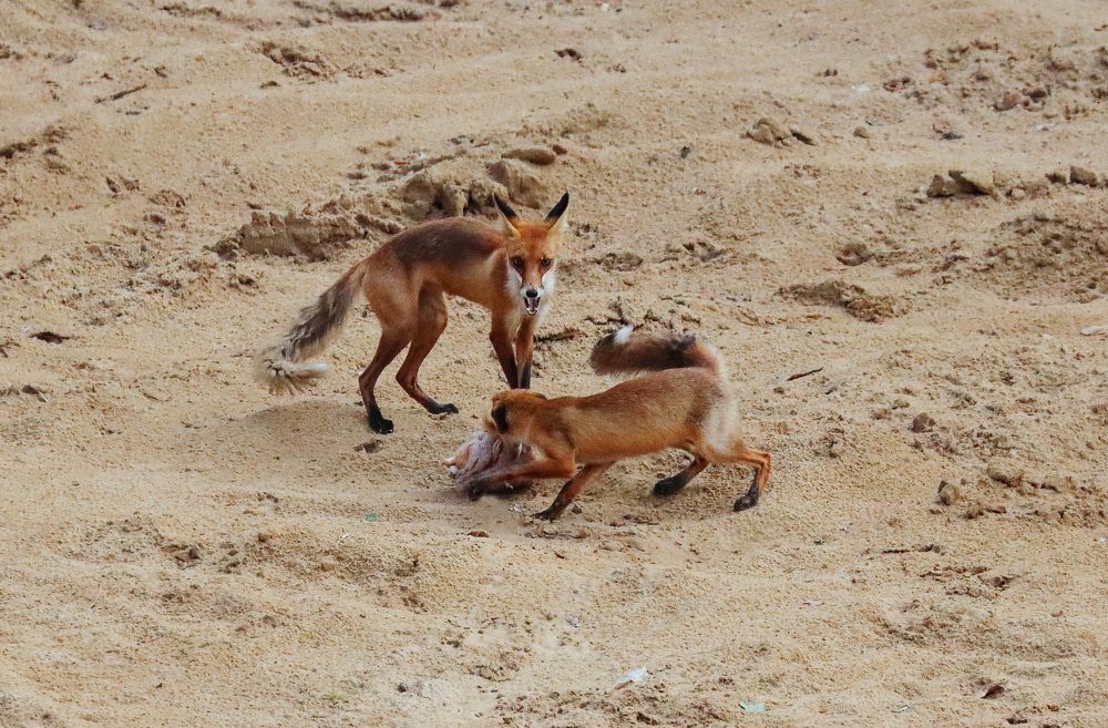 Photograph by Юлия Черкасова