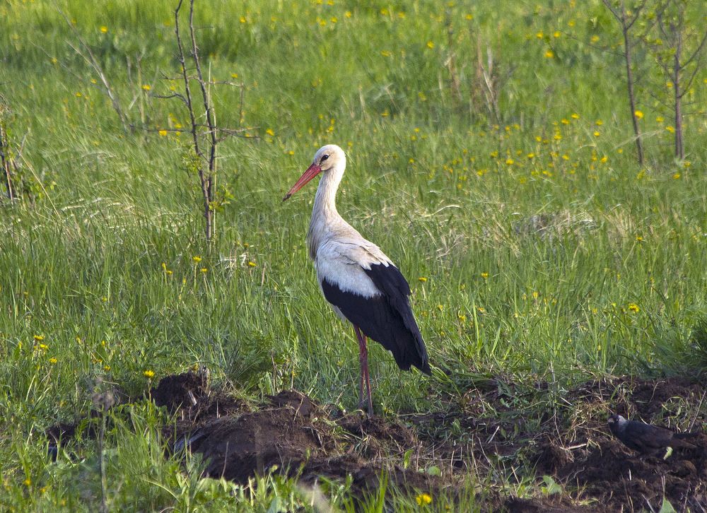 Photograph by Людмила Крышковец