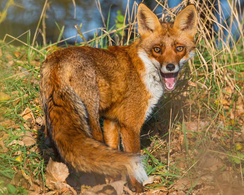Рыжая фотомодель.