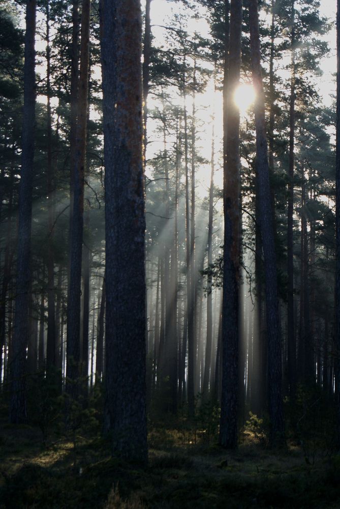 Photograph by Kristine Nesvetajeva