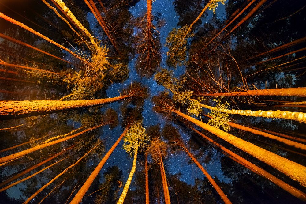 Дотянуться до небес.