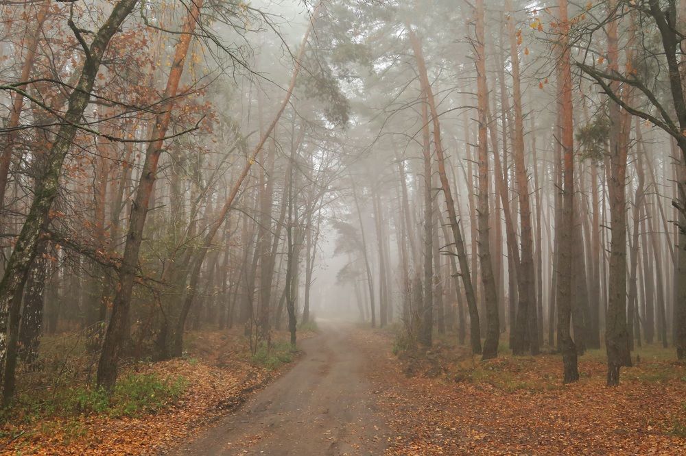 Photograph by Анна Татаренко