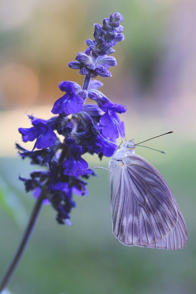 Photograph by Olga von Dahm