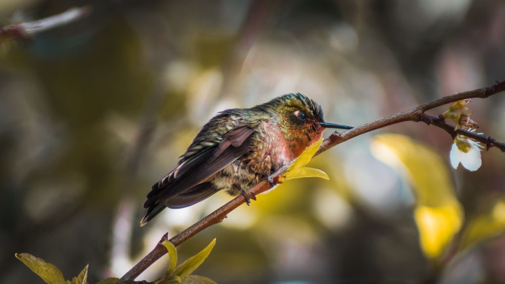 Фотография автора Carlos Jimenez