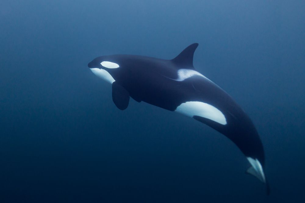 Norwegian Orca
