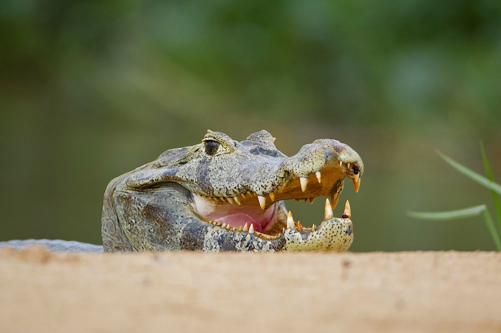 Photograph by  Евгений