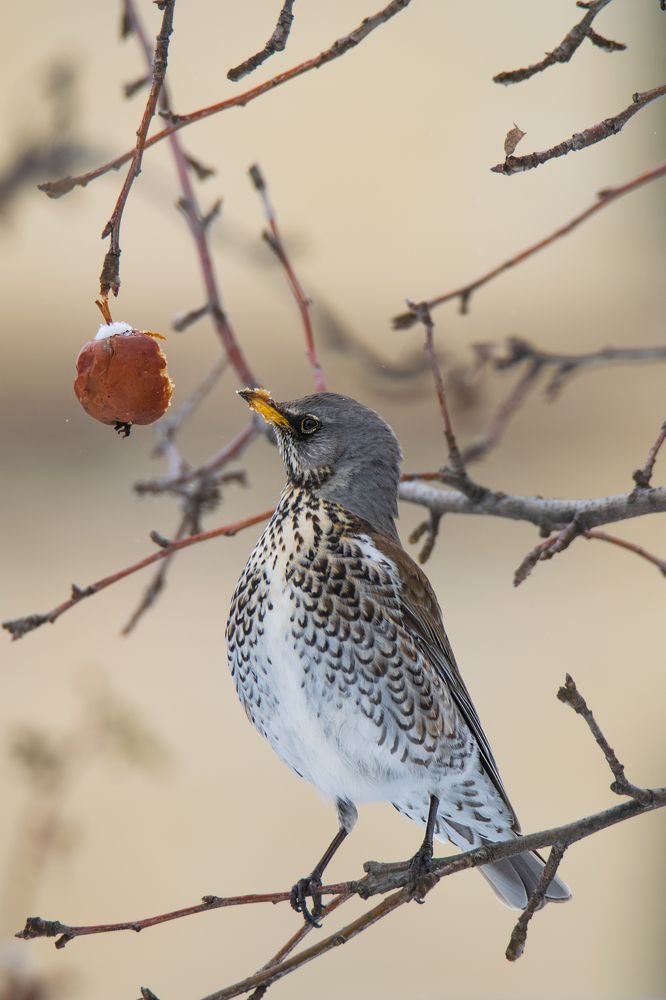 Photograph by Денис Ветренко