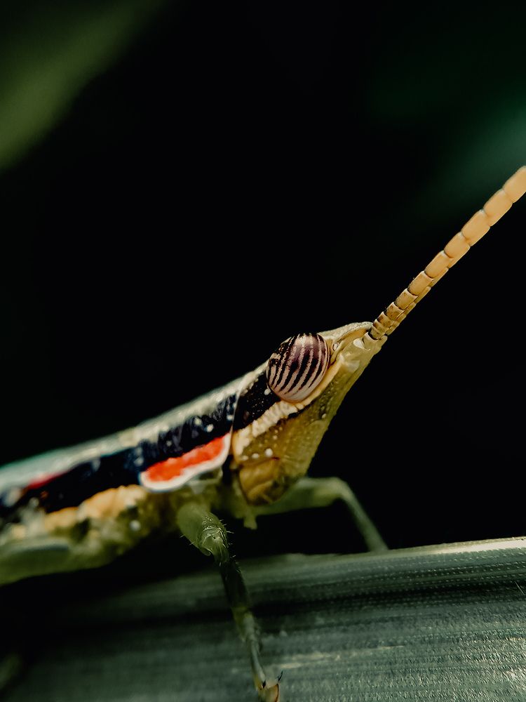 Grasshopper