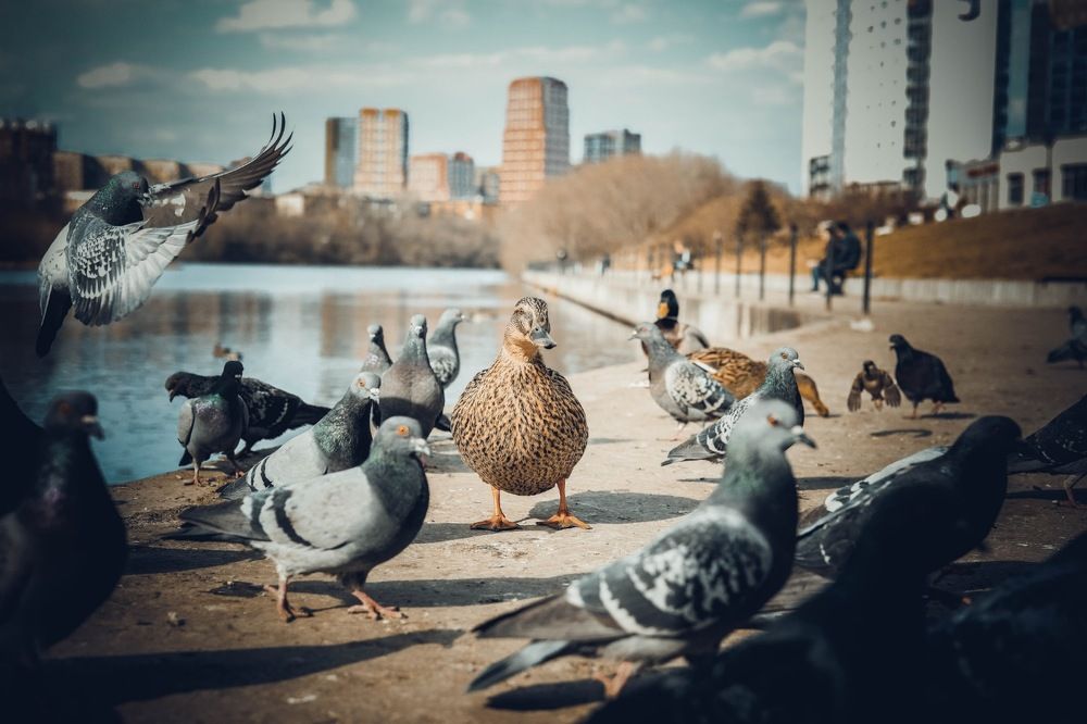 Свой среди чужих...