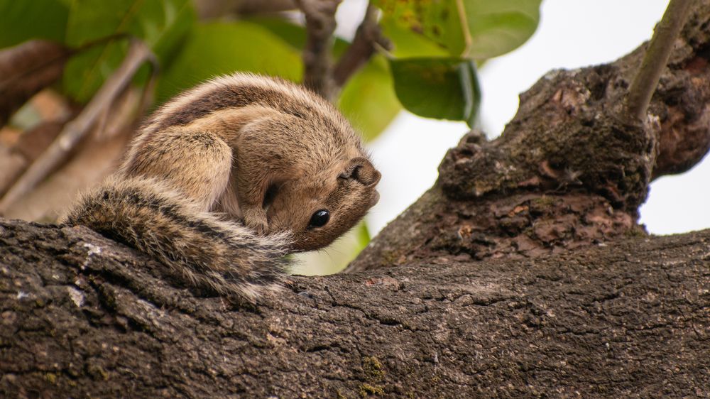 A squirrel likely to be praying