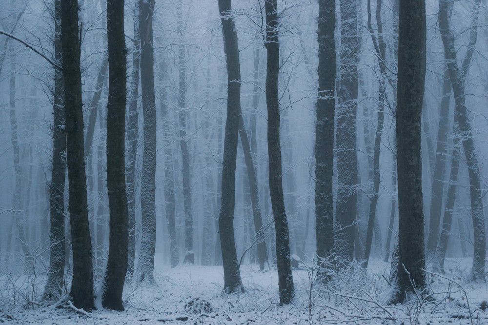 Таинственный лес