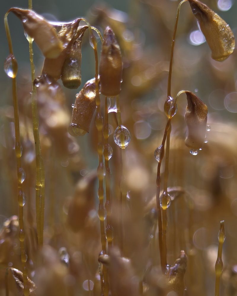 Два состояния воды