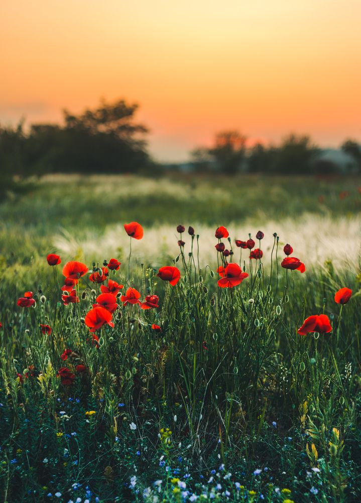 Photograph by Максим Поздеев